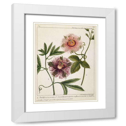 Passiflora Incarnata White Modern Wood Framed Art Print with Double Matting by Chazelles, Laurent