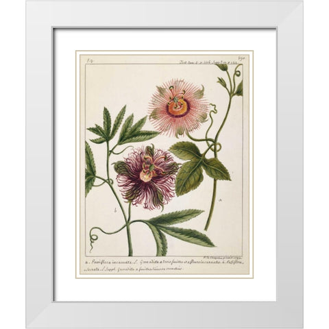 Passiflora Incarnata White Modern Wood Framed Art Print with Double Matting by Chazelles, Laurent