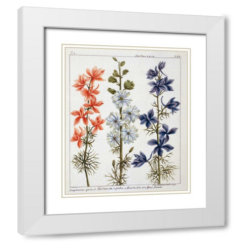Delphinium Ajacis White Modern Wood Framed Art Print with Double Matting by De Chazelles, Laurent
