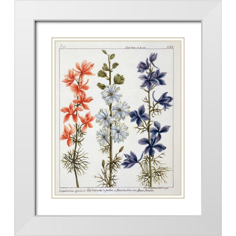 Delphinium Ajacis White Modern Wood Framed Art Print with Double Matting by De Chazelles, Laurent