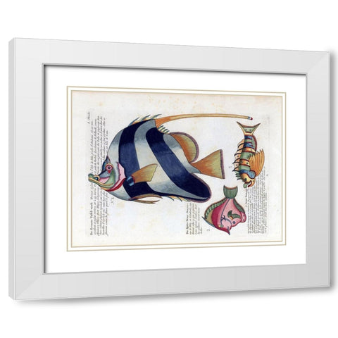 De Groote Tafel-Visch White Modern Wood Framed Art Print with Double Matting by Renard, Louis