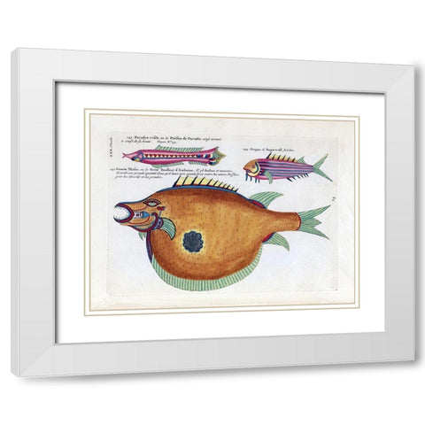 Poisson de Paradis White Modern Wood Framed Art Print with Double Matting by Renard, Louis