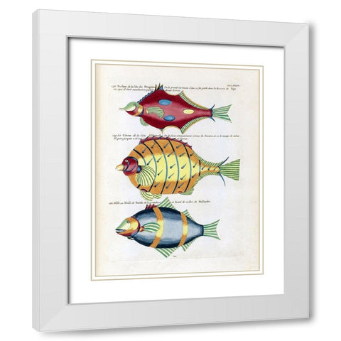 Turbot de la Cote des Puepoes White Modern Wood Framed Art Print with Double Matting by Renard, Louis