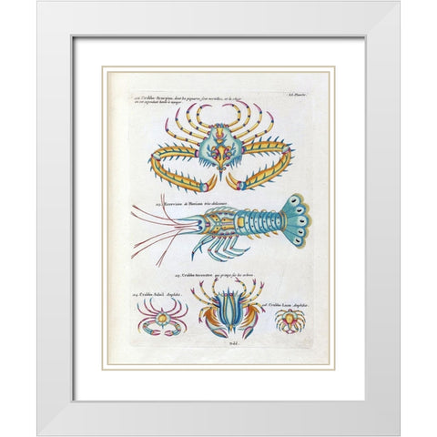 Crabbe- Scorpion White Modern Wood Framed Art Print with Double Matting by Renard, Louis