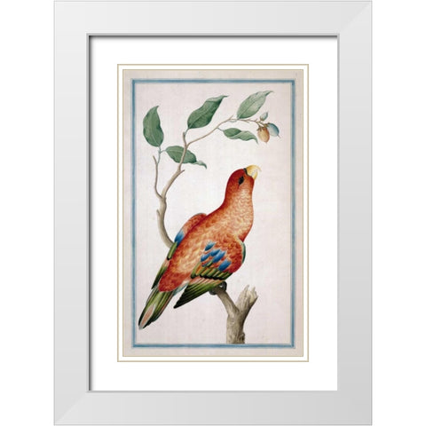 Lory, Right facing White Modern Wood Framed Art Print with Double Matting by De Bevere, Pieter