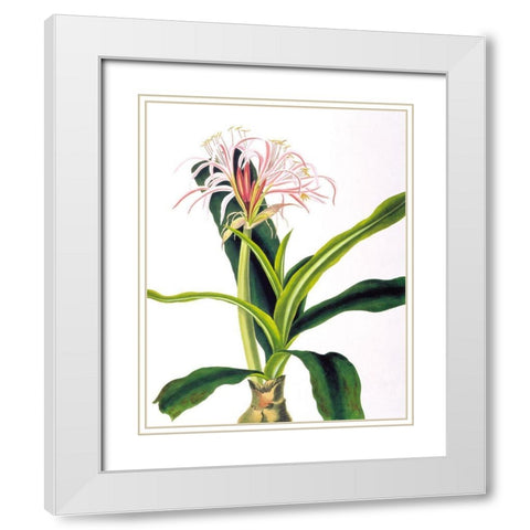 Crinium Hybridum White Modern Wood Framed Art Print with Double Matting by Bury, Priscilla