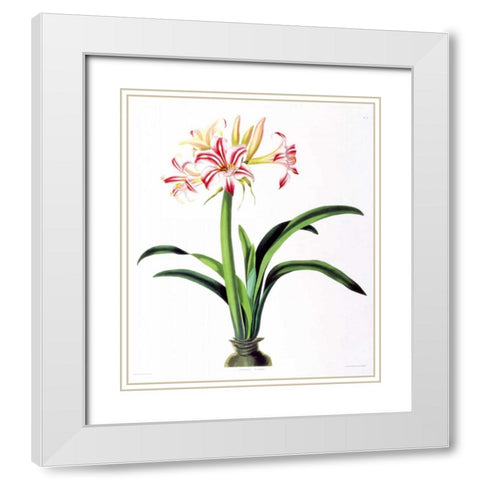 Amarylis Superba White Modern Wood Framed Art Print with Double Matting by Bury, Priscilla