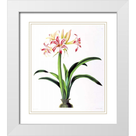 Amarylis Superba White Modern Wood Framed Art Print with Double Matting by Bury, Priscilla