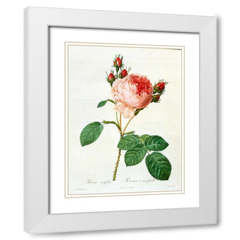 Rose,Centifolia with 100 Petals White Modern Wood Framed Art Print with Double Matting by RedoutÃ©, Pierre-Joseph