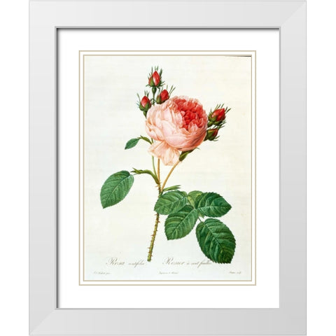Rose,Centifolia with 100 Petals White Modern Wood Framed Art Print with Double Matting by RedoutÃ©, Pierre-Joseph