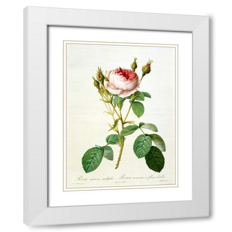 Rose, Muscosa Multiplex White Modern Wood Framed Art Print with Double Matting by RedoutÃ©, Pierre-Joseph