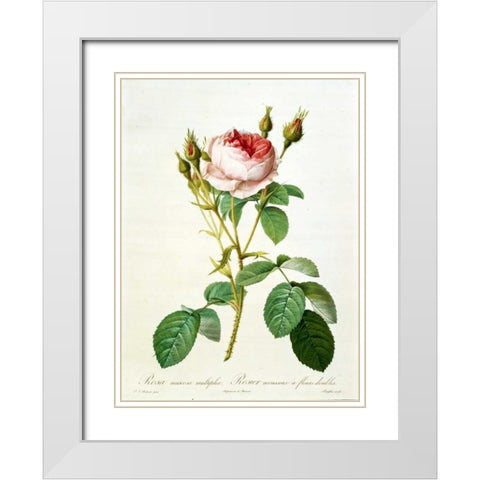 Rose, Muscosa Multiplex White Modern Wood Framed Art Print with Double Matting by RedoutÃ©, Pierre-Joseph