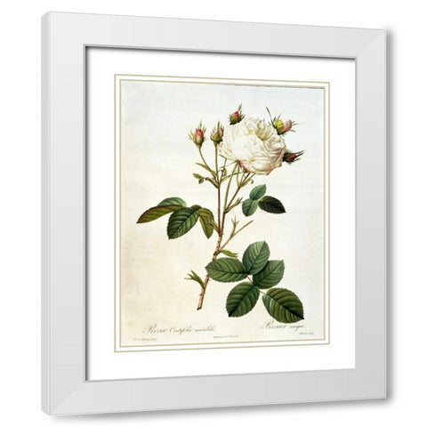 Rosa, Centifolia Mutabilis White Modern Wood Framed Art Print with Double Matting by RedoutÃ©, Pierre-Joseph