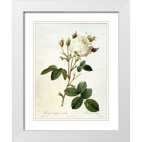 Rosa, Centifolia Mutabilis White Modern Wood Framed Art Print with Double Matting by RedoutÃ©, Pierre-Joseph