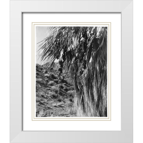 Fan Palm, Fruit, c 1910 White Modern Wood Framed Art Print with Double Matting by Anonymous