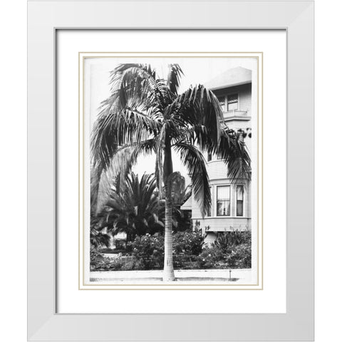 Palm, Seaforchia Elygans, CA c 1920 White Modern Wood Framed Art Print with Double Matting by Anonymous