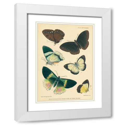 Butterflies, Duke of York Island White Modern Wood Framed Art Print with Double Matting by Smit, Joseph