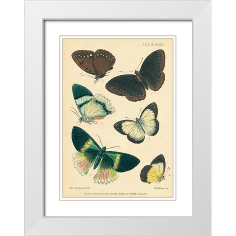 Butterflies, Duke of York Island White Modern Wood Framed Art Print with Double Matting by Smit, Joseph