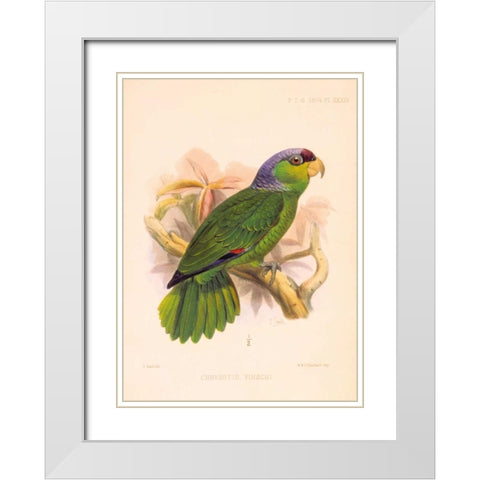 Parrot, Chrysotis Finschi White Modern Wood Framed Art Print with Double Matting by Smit, Joseph