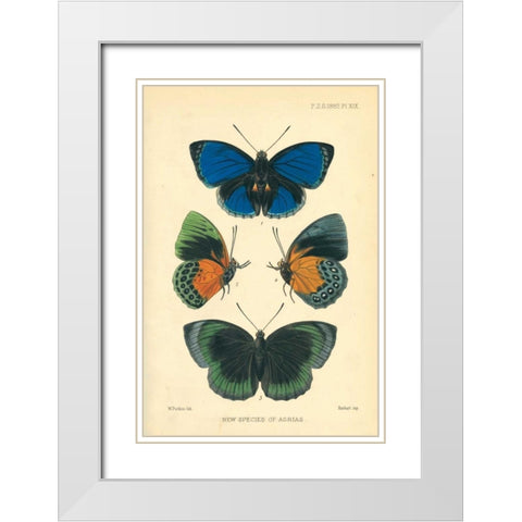 Butterflies, New species of Agrias White Modern Wood Framed Art Print with Double Matting by Smit, Joseph