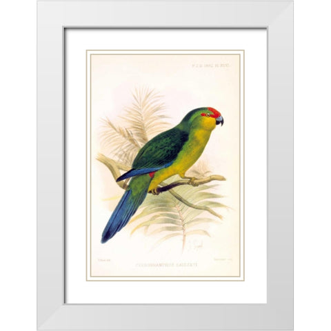 Parrot, Saisseti White Modern Wood Framed Art Print with Double Matting by Smit, Joseph