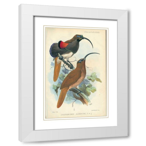 Sicklebill, Bird of Paradise White Modern Wood Framed Art Print with Double Matting by Smit, Joseph