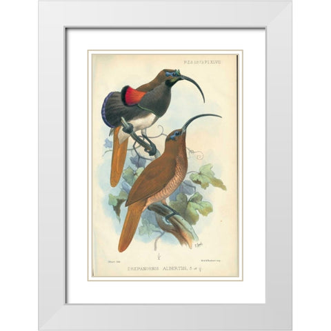 Sicklebill, Bird of Paradise White Modern Wood Framed Art Print with Double Matting by Smit, Joseph