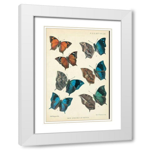 Butterflies, Paphia White Modern Wood Framed Art Print with Double Matting by Rippon, Robert