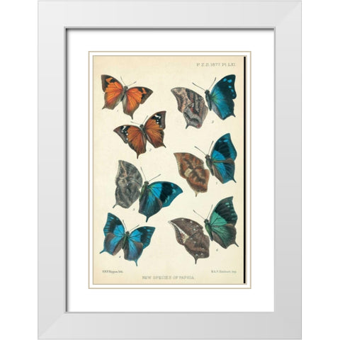 Butterflies, Paphia White Modern Wood Framed Art Print with Double Matting by Rippon, Robert