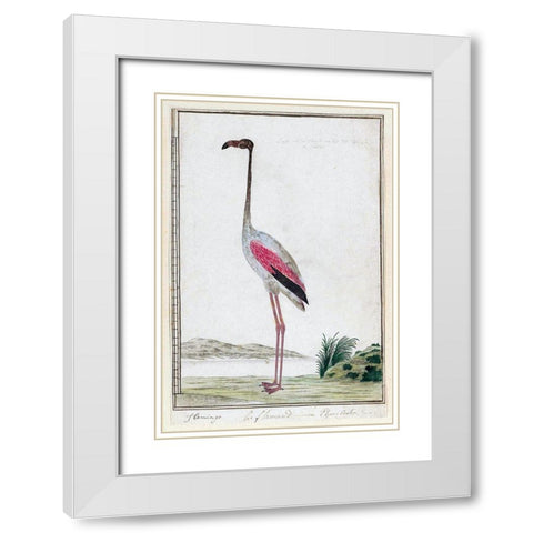 Flamingo White Modern Wood Framed Art Print with Double Matting by Gordon, Robert James