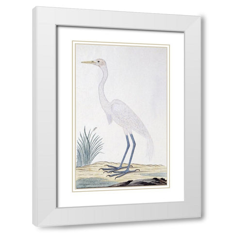 Egret White Modern Wood Framed Art Print with Double Matting by Gordon, Robert James