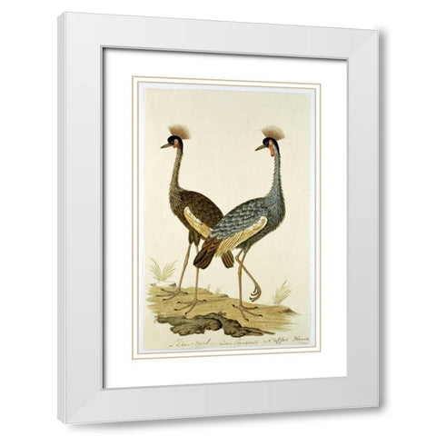 Royal Birds White Modern Wood Framed Art Print with Double Matting by Gordon, Robert J.