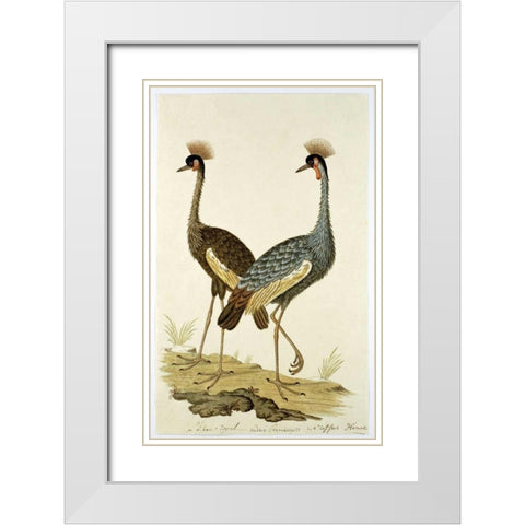 Royal Birds White Modern Wood Framed Art Print with Double Matting by Gordon, Robert J.