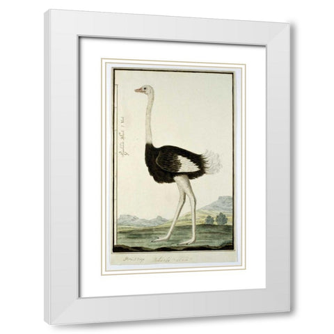 Ostrich White Modern Wood Framed Art Print with Double Matting by Gordon, Robert J.