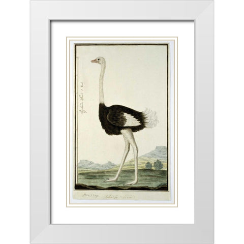 Ostrich White Modern Wood Framed Art Print with Double Matting by Gordon, Robert J.