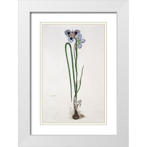Iris White Modern Wood Framed Art Print with Double Matting by Gordon, Robert J.
