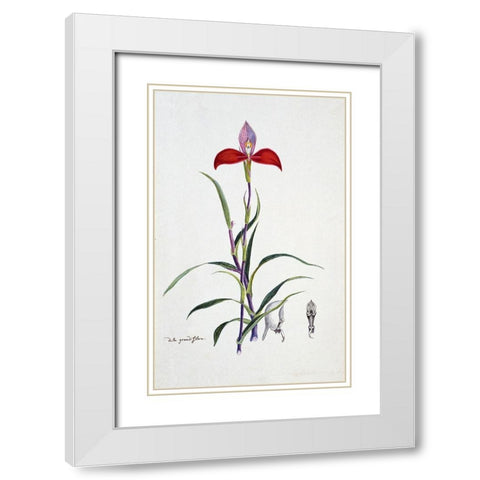 Orchid White Modern Wood Framed Art Print with Double Matting by Gordon, Robert J.