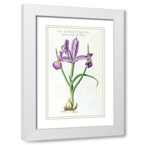 Iris Bulbosa Luteo White Modern Wood Framed Art Print with Double Matting by Morison, Robert