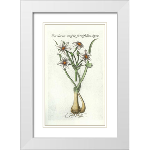 Narcissus Juncifolius White Modern Wood Framed Art Print with Double Matting by Morison, Robert