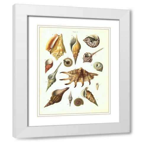 Shells, Plate 7 White Modern Wood Framed Art Print with Double Matting by Brookes, Samuel