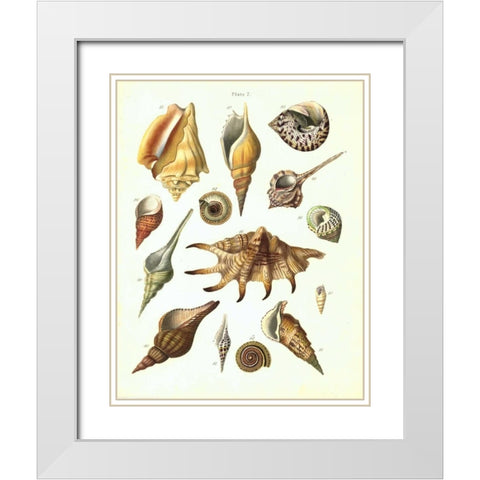 Shells, Plate 7 White Modern Wood Framed Art Print with Double Matting by Brookes, Samuel