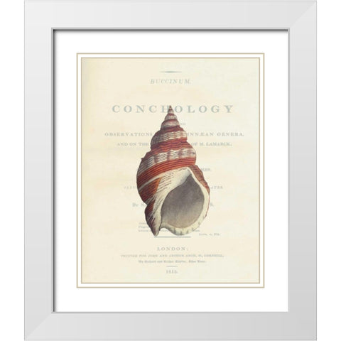 Shell, Buccinum Undatum White Modern Wood Framed Art Print with Double Matting by Brookes, Samuel