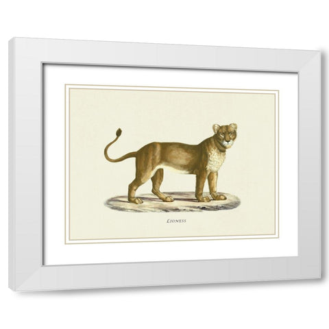 Lioness White Modern Wood Framed Art Print with Double Matting by Schinz, Heinrich Rudolf