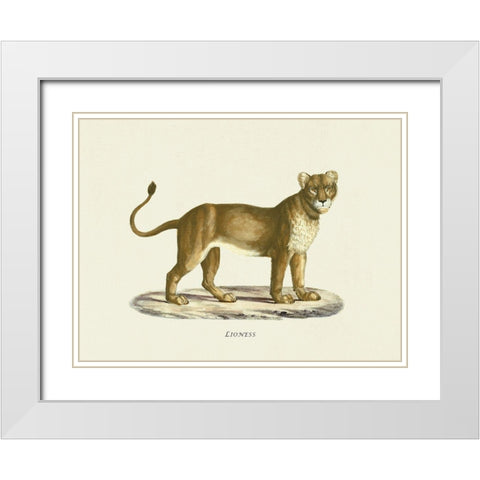 Lioness White Modern Wood Framed Art Print with Double Matting by Schinz, Heinrich Rudolf