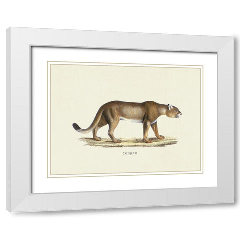 Cougar White Modern Wood Framed Art Print with Double Matting by Schinz, Heinrich Rudolf