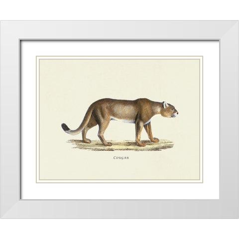 Cougar White Modern Wood Framed Art Print with Double Matting by Schinz, Heinrich Rudolf