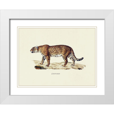Leopard White Modern Wood Framed Art Print with Double Matting by Schinz, Heinrich Rudolf