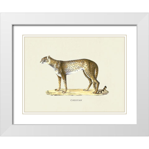 Cheetah White Modern Wood Framed Art Print with Double Matting by Schinz, Heinrich Rudolf