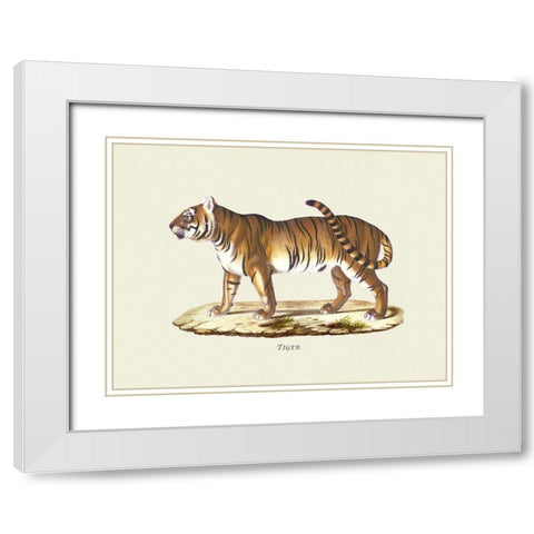 Tiger White Modern Wood Framed Art Print with Double Matting by Schinz, Heinrich Rudolf