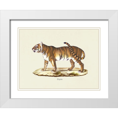 Tiger White Modern Wood Framed Art Print with Double Matting by Schinz, Heinrich Rudolf
